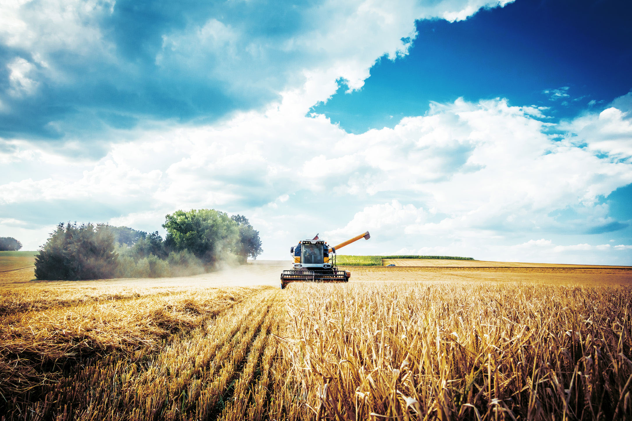Maehdrescher bei der Arbeit auf einem Feld